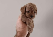 Toy  poodle 3 aylık